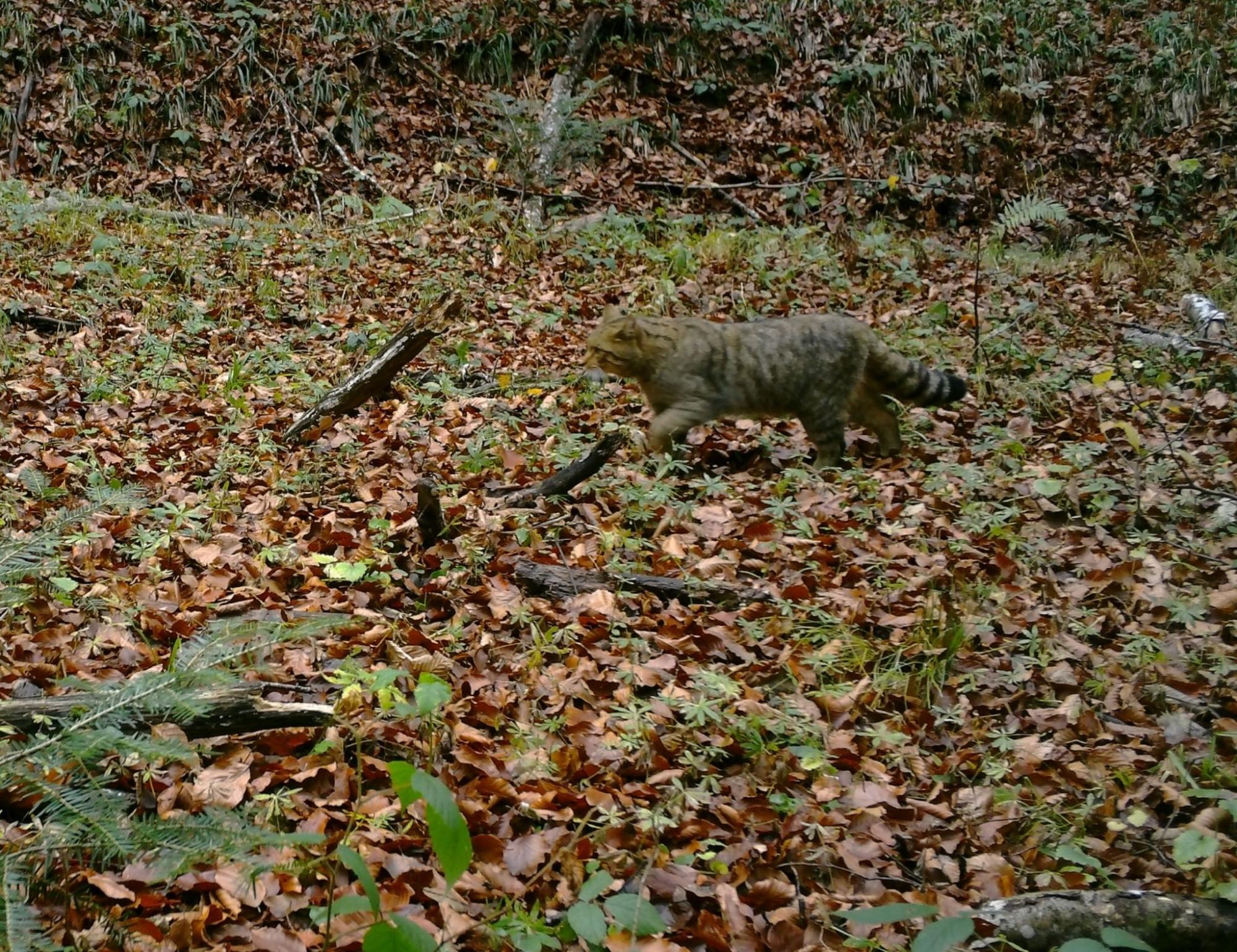 У Карпатах помітили рідкісного кота-хижака: унікальні кадри з фотопасток